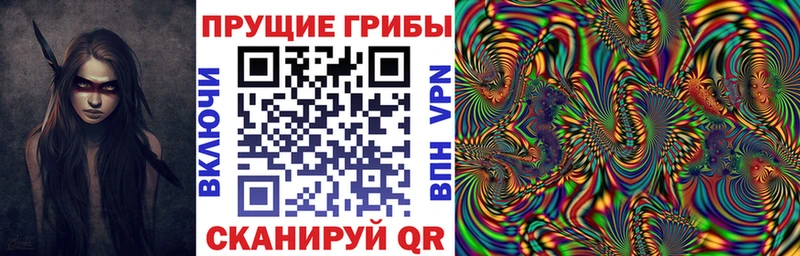 закладки  Курган  Галлюциногенные грибы Cubensis 