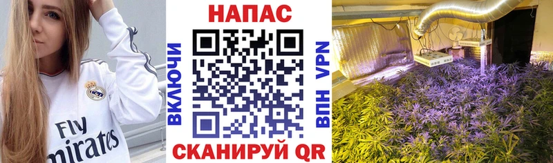 Конопля марихуана  Курган 